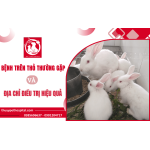 Những bệnh trên thỏ thường gặp và địa chỉ điều trị hiệu quả