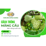 Bí quyết trồng mãng cầu năng suất cao - Kỹ thuật và chăm sóc đúng cách