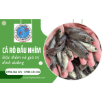 Cá rô đầu nhím - Đặc điểm nổi bật và giá trị dinh dưỡng