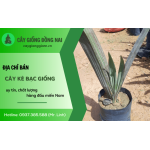 Cây Giống Đồng Nai - Địa chỉ bán cây Kè Bạc giống uy tín, chất lượng hàng đầu miền Nam