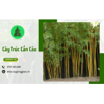 Cây trúc cần câu trồng tạo cảnh quan công trình xanh, đẹp