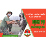 Dịch vụ huấn luyện chó ở trường huấn luyện Nam Sài Gòn có gì?  