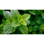 Công dụng thần kỳ của lá tía tô ít ai biết đến