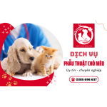 Dịch vụ phẫu thuật chó mèo cực uy tín & chuyên nghiệp YPet Hospita