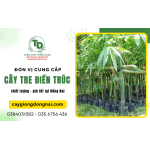 Đơn vị cung cấp cây tre điền trúc chất lượng, giá tốt tại Đồng Nai