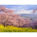 Ngắm nhìn loạt ảnh hoa cải dầu dưới gốc anh đào đẹp như tranh vẽ tại Nhật Bản