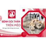 Tìm hiểu về bệnh sỏi thận ở mèo - Mối nguy hiểm không nên bỏ qua