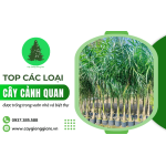 Tổng hợp những loại cây cảnh quan trồng nhiều trong vườn nhà và biệt thự