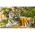 Tháng 2 nhuận Âm lịch: 3 con giáp sau đây đổi vận rực rỡ