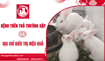 Những bệnh trên thỏ thường gặp và địa chỉ điều trị hiệu quả