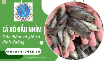 Cá rô đầu nhím - Đặc điểm nổi bật và giá trị dinh dưỡng