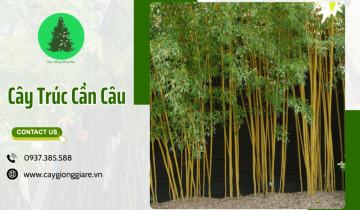 Cây trúc cần câu trồng tạo cảnh quan công trình xanh, đẹp