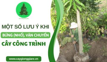 Những lưu ý cần biết khi bứng (nhổ) và vận chuyển cây công trình
