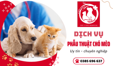 Dịch vụ phẫu thuật chó mèo cực uy tín & chuyên nghiệp YPet Hospita