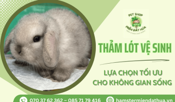 Thảm lót vệ sinh – Lựa chọn tối ưu cho không gian sống của thú cưng