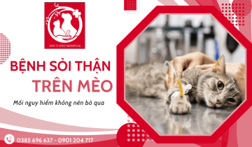 Tìm hiểu về bệnh sỏi thận ở mèo - Mối nguy hiểm không nên bỏ qua