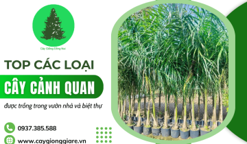 Tổng hợp những loại cây cảnh quan trồng nhiều trong vườn nhà và biệt thự