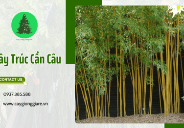 Cây trúc cần câu trồng tạo cảnh quan công trình xanh, đẹp
