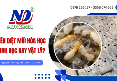 Diệt mối bằng phương pháp hóa học, sinh học, vật lý - Đâu là giải pháp nên chọn